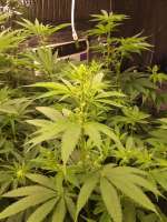 Green Wolf Genetics Lake Effect - ein Foto von ripster420