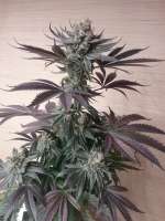 Greenpoint Seeds Cookies n Chem - ein Foto von slimo