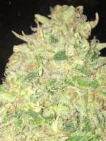 Greenpoint Seeds Star Dawg - ein Foto von PharmTeam