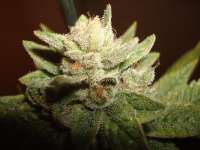 Greyskull Seeds Sour Dubble - ein Foto von athos23