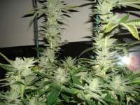 Greyskull Seeds Sour Dubble - ein Foto von athos23