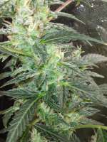 Growers Choice Bubblegum - ein Foto von Kaliio