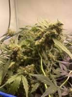 Growers Choice Tropical Cookies - ein Foto von AmphibiousMan