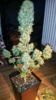 Bild von weedlover85 (Amnesia)