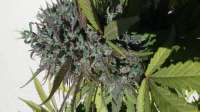 Hazeman Seeds P.O.W. - ein Foto von Basick