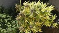 Hazeman Seeds P.O.W. - ein Foto von Basick