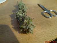 Head Seeds Casey Jones - ein Foto von JAHJAHChildren