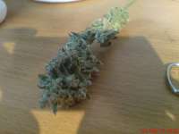 Head Seeds Casey Jones - ein Foto von JAHJAHChildren