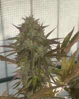 Heart & Soil Seeds Canna Banana - ein Foto von VaCollectiveGenetics