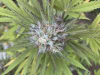 Bild von VaCollectiveGenetics (Canna Banana)