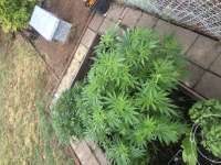 Heart & Soil Seeds Sith Sabor - ein Foto von AntelopeKush69420