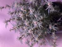 Heavyweight Seeds Fruit Punch - ein Foto von Waveykid