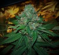 Heavyweight Seeds Green Ninja - ein Foto von FarmerWhiskers