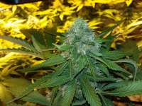 Heavyweight Seeds Green Ninja - ein Foto von FarmerWhiskers