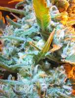 Heavyweight Seeds Strawberry Cheesecake - ein Foto von mikeyt