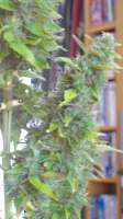 Heavyweight Seeds Wipeout Express - ein Foto von scoobysnax