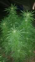 Hero Seeds Old Early Skunk - ein Foto von Bangatox