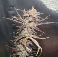 Bild von hiddengardengenetics (Marra Kush)