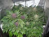 HighRise Seeds MOB - ein Foto von OregonBlackBear