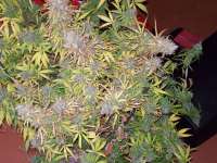 Holy Smoke Seeds Malange Gold - ein Foto von tropics