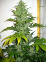 Homegrown Fantaseeds K2 - ein Foto von Bltentte