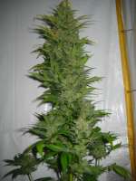 Homegrown Fantaseeds K2 - ein Foto von Bltentte