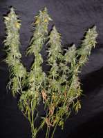 Homegrown Fantaseeds Northern Light - ein Foto von TeamAmadeus