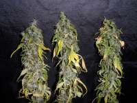 Homegrown Fantaseeds Northern Light - ein Foto von TeamAmadeus