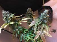 Homegrown Fantaseeds TOP44 - ein Foto von DiamondGirl