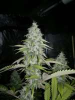 Bild von Anonym (Super Sour Skunk)