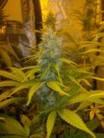 Bild von Anonym (Super Sour Skunk)