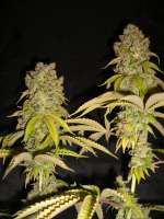 Bild von Anonym (Super Sour Skunk)