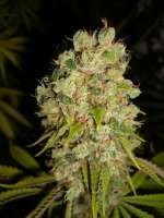 Bild von Anonym (Super Sour Skunk)