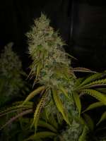 Bild von Anonym (Super Sour Skunk)