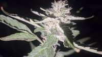 Humboldt Seed Company Fortune Cookie - ein Foto von KillroysCharm