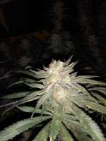 Humboldt Seed Company Hi-Biscus - ein Foto von Chubbs