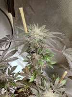 Bild von Yungwulfie (Amherst Sour Diesel)