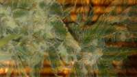 Bild von Cmog420 (Amherst Sour Diesel)