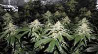 Bild von ThinkDifferent (Amherst Sour Diesel)