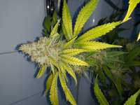 Humboldt Seed Organisation Black D.O.G. - ein Foto von Smokyhh