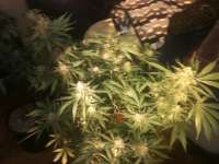 Bild von drsizzurp69 (Blue Dream)