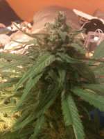 Bild von drsizzurp69 (Blue Dream)