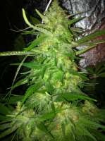 Bild von drsizzurp69 (Blue Dream)