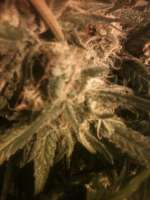 Bild von drsizzurp69 (Blue Dream)