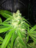 Bild von drsizzurp69 (Blue Dream)