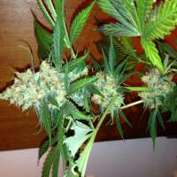 Bild von Hashpapy (Blue Dream)