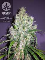 Humboldt Seed Organisation Blue Dream - ein Foto von pineappleltd