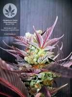 Humboldt Seed Organisation Blue Fire - ein Foto von pineappleltd