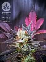 Humboldt Seed Organisation Blue Fire - ein Foto von pineappleltd