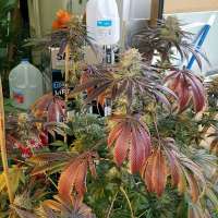 Humboldt Seed Organisation Blueberry Headband - ein Foto von Nicktler